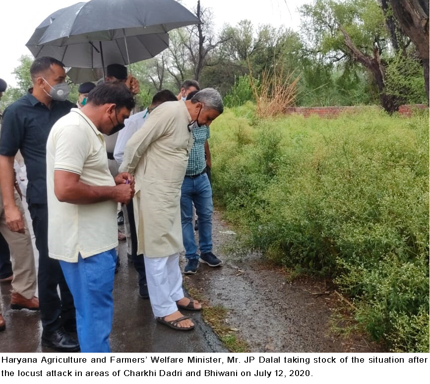 टिड्डी दल से हुए किसानों की फसलों के नुकसान का मुआवजा मिलेगा,गिरदावरी करने के आदेश 